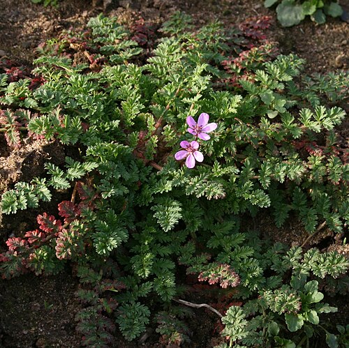 Erodium cicutarium